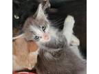 Adopt Peach a Gray or Blue Domestic Shorthair / Mixed cat in Westminster