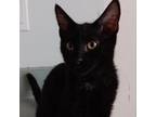 Adopt Mario a All Black Domestic Shorthair / Mixed cat in Westminster