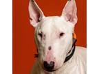 Adopt Chico a White - with Tan, Yellow or Fawn Bull Terrier / Mixed dog in
