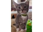 Adopt Maisie a Gray, Blue or Silver Tabby Domestic Shorthair (short coat) cat in