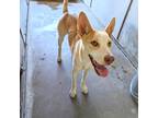 Adopt Lovisa a White - with Tan, Yellow or Fawn Ibizan Hound / Mixed dog in
