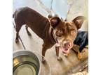 Adopt Kiwi a Brown/Chocolate Pit Bull Terrier / Mixed dog in Edinburg
