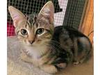 Adopt Zelia a Brown Tabby Domestic Shorthair (short coat) cat in San Luis
