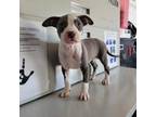 Adopt Grace pups 2 a Gray/Silver/Salt & Pepper - with Black American Pit Bull