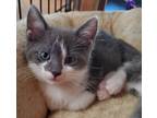Adopt Matilda a Gray or Blue (Mostly) Domestic Shorthair (short coat) cat in