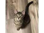 Adopt Jessie a Brown or Chocolate Domestic Shorthair / Mixed cat in Toledo