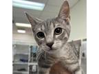 Adopt Tinsel a Gray or Blue Domestic Shorthair / Mixed cat in Cumming