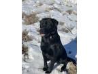 Adopt Mac a Black Labrador Retriever / Mixed dog in Eagle River, AK (38938739)