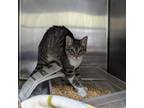 Adopt Kesha a Gray or Blue Domestic Mediumhair / Mixed cat in Galveston