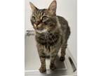 Adopt Tibbs a Brown Tabby Domestic Shorthair (short coat) cat in Sherman Oaks