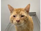 Adopt Briggs a Orange or Red Tabby Domestic Shorthair (short coat) cat in