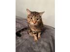 Adopt Sammy a Tiger Striped American Shorthair / Mixed (medium coat) cat in