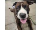 Adopt Birch a Brown/Chocolate Mixed Breed (Large) / American Pit Bull Terrier /