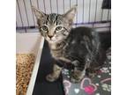 Adopt Sirin a Brown or Chocolate Domestic Shorthair / Mixed cat in Priest River