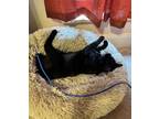 Adopt Gravy a Black (Mostly) American Shorthair / Mixed (medium coat) cat in