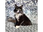 Adopt Baybee a Black & White or Tuxedo Domestic Longhair (long coat) cat in