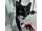 Adopt Edgar a All Black Domestic Shorthair / Mixed cat in Lakewood
