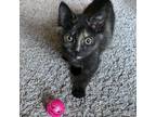 Adopt Katara a Tortoiseshell Domestic Shorthair (short coat) cat in Greensburg