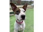 Adopt Jazzie a White - with Brown or Chocolate Terrier (Unknown Type