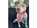 Adopt Poppy a White American Pit Bull Terrier / Bull Terrier / Mixed dog in