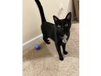 Adopt Loki a Black (Mostly) Domestic Shorthair / Mixed (short coat) cat in