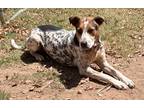 Adopt Zoe a White - with Brown or Chocolate Australian Cattle Dog / Hound