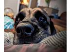 Adopt Harlee Muffin a Tan/Yellow/Fawn English Mastiff / Mixed dog in Raleigh