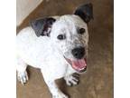 Adopt Charlie a Black - with White Texas Heeler / Mixed dog in Sherman