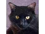 Adopt Eve a All Black Domestic Longhair (long coat) cat in Tiburon