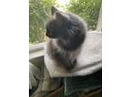 Adopt Mellow a Gray or Blue Domestic Longhair / Mixed (long coat) cat in