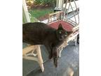 Adopt Mullet a Gray or Blue Domestic Shorthair (short coat) cat in Morehead