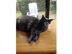 Adopt Dot a Gray or Blue Domestic Longhair / Mixed (long coat) cat in Morehead