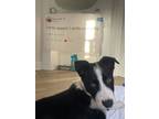 Adopt Arthur a Black - with White Mutt / Border Collie / Mixed dog in Los