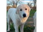 Adopt Greer ATX a White Great Pyrenees dog in Statewide, TX (38938226)