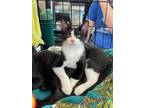 Adopt Jetter a Black & White or Tuxedo Domestic Shorthair (short coat) cat in
