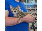 Adopt Clementine a Brown Tabby Domestic Shorthair (short coat) cat in Grayslake