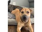 Adopt Dexter a Brown/Chocolate Mutt / Mutt / Mixed dog in Dallas, TX (38938175)