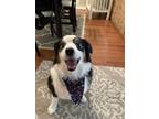 Adopt Jilly a Black - with White Australian Shepherd / Mixed dog in Silver