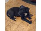 Adopt Girth a Black Catahoula Leopard Dog / Mixed dog in Midland, TX (38938127)