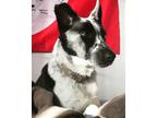 Adopt Cookies a White - with Black Australian Shepherd / Mixed dog in Los
