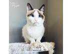 Adopt Meraki 414-01 a Domestic Shorthair (short coat) cat in Mead, WA (38926145)