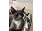 Adopt Little Nugget a Gray or Blue (Mostly) Domestic Shorthair / Mixed (short