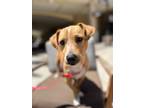 Adopt Cheko a Mixed Breed (Medium) / Mixed dog in Thousand Oaks, CA (38937493)