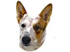 Adopt Citrus a White - with Red, Golden, Orange or Chestnut Cattle Dog / Mixed