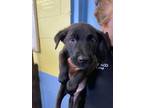 Adopt Bethany a Black - with White Labrador Retriever / Harrier / Mixed dog in