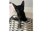 Adopt Toothless a All Black Domestic Shorthair / Mixed cat in Rio Linda