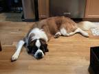 Adopt Otis a Tricolor (Tan/Brown & Black & White) St. Bernard / Mixed dog in