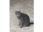 Adopt Rousey a Gray or Blue American Shorthair / Mixed (short coat) cat in
