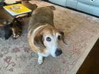 Adopt Gena a White - with Brown or Chocolate Basset Hound / Beagle / Mixed dog