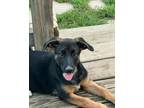 Adopt Maple (formerly Hilda) a Brown/Chocolate - with Black German Shepherd Dog